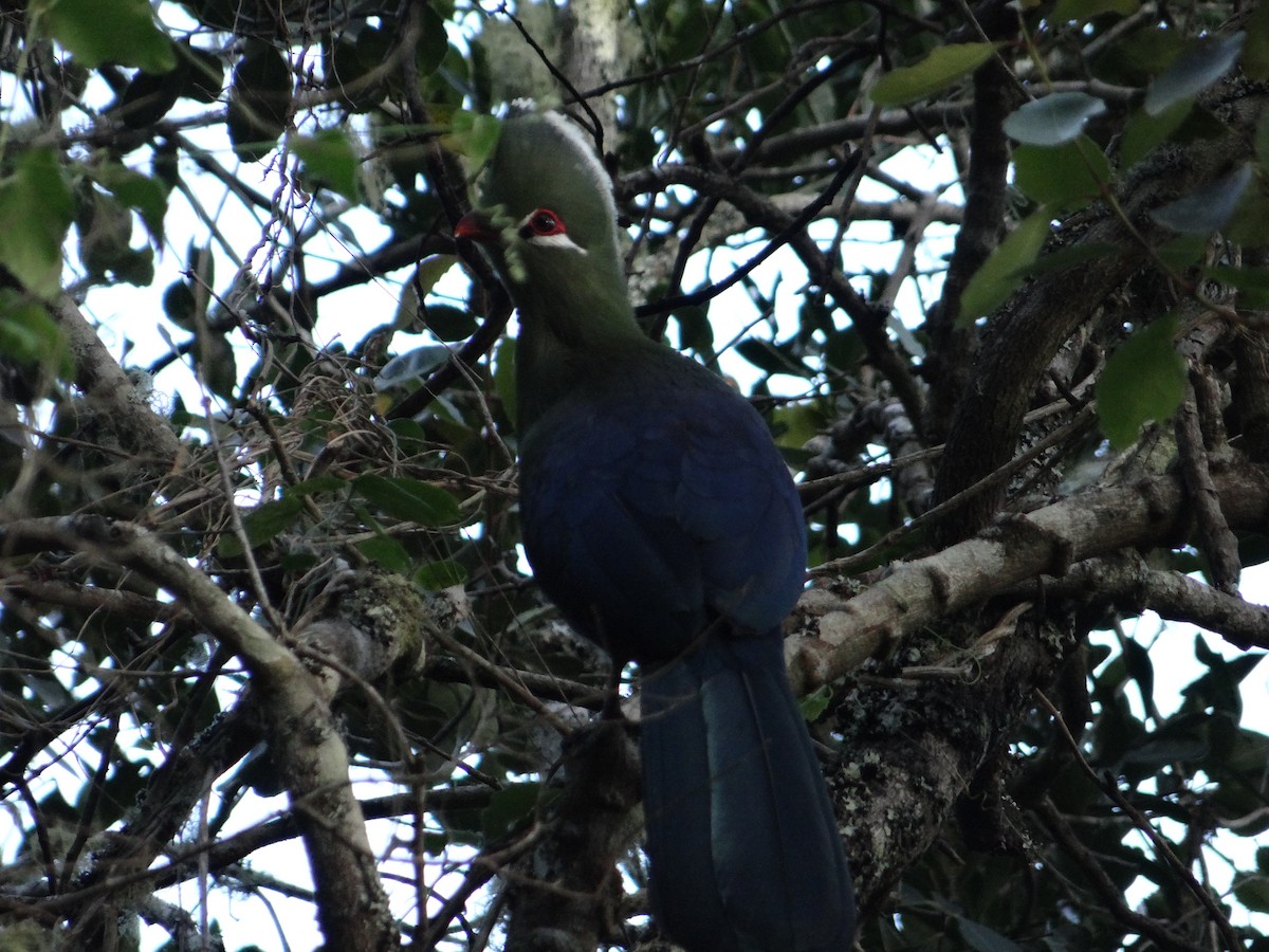 Knysna Turaco - ML642326887
