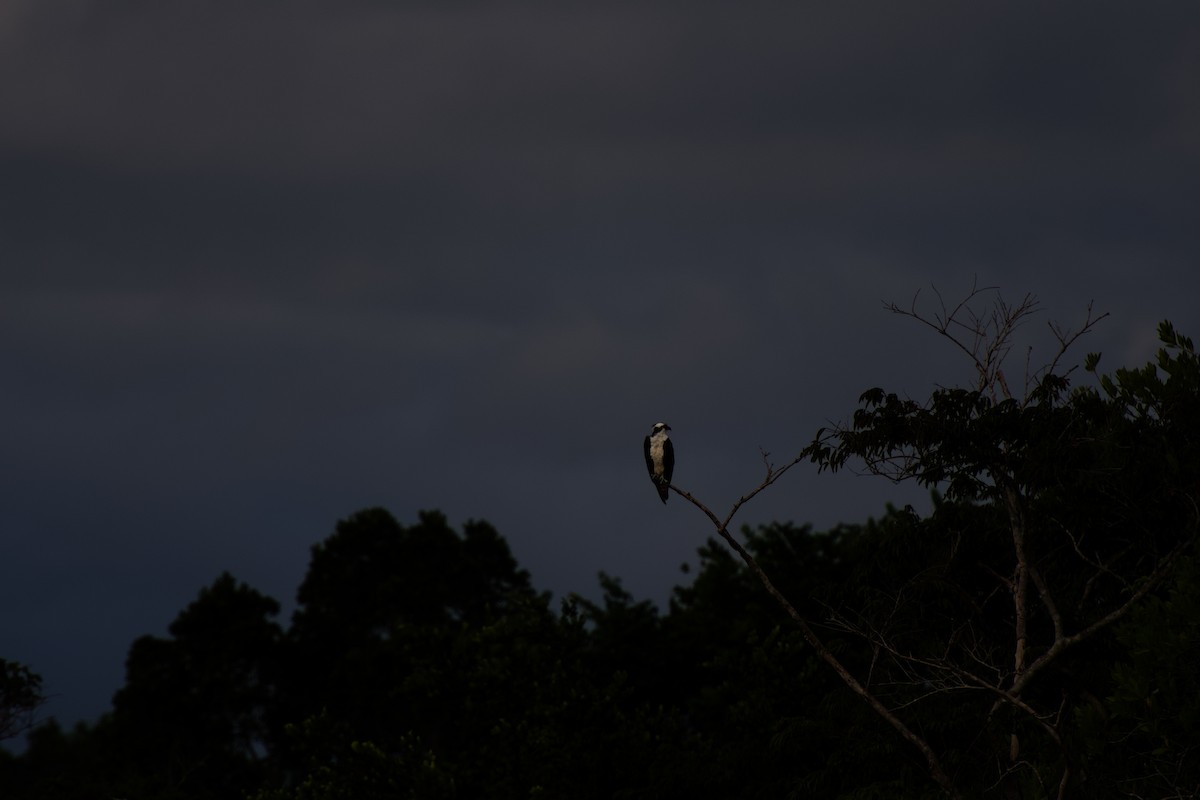 Osprey - ML642326889
