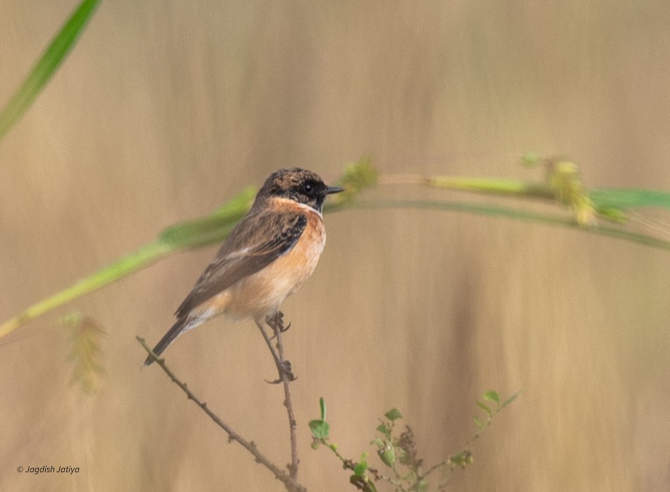 Siberian Stonechat - ML642326935