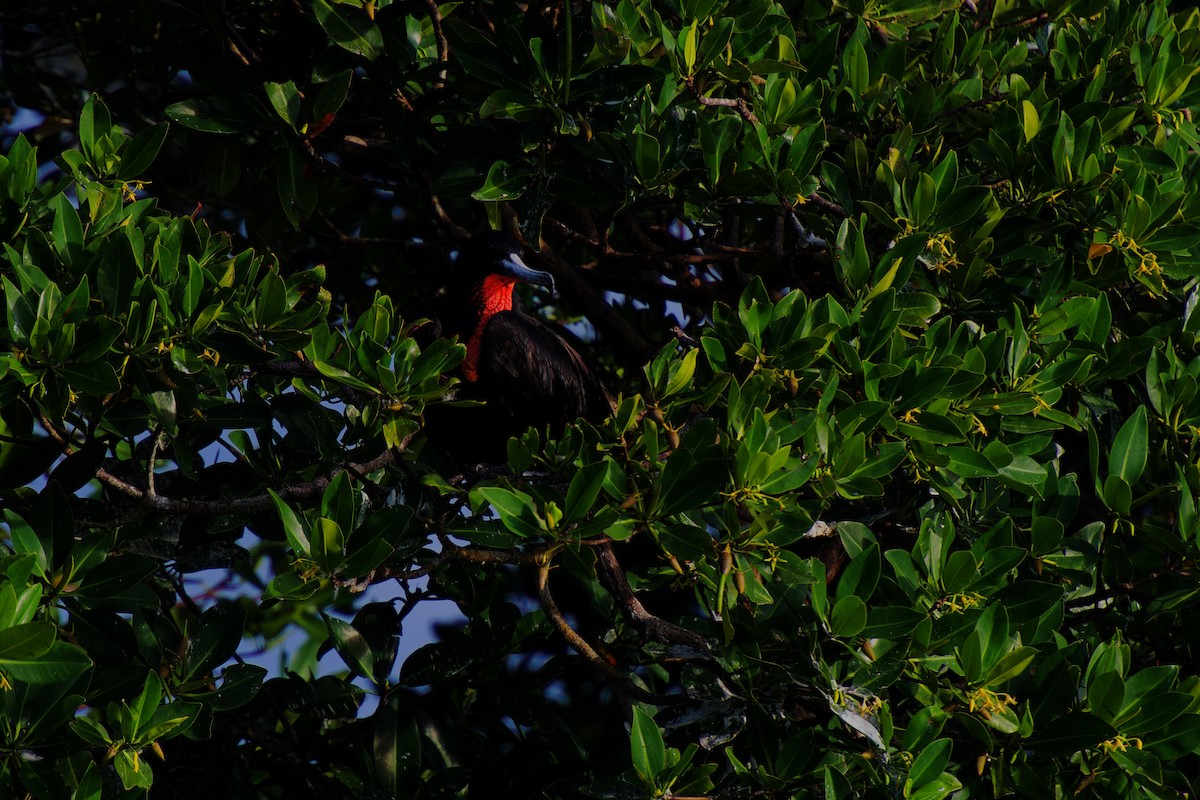 Magnificent Frigatebird - ML642326980