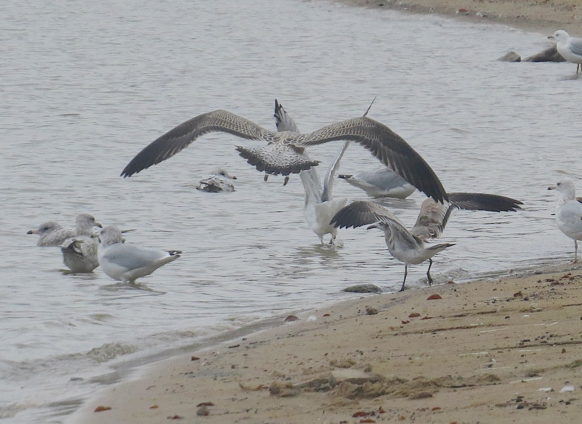 Lesser Black-backed Gull - ML642326982