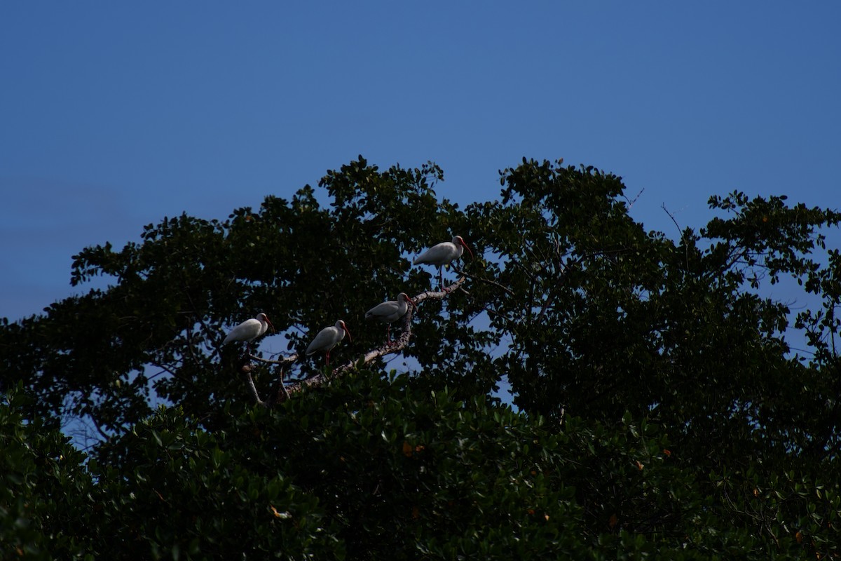 White Ibis - ML642326988