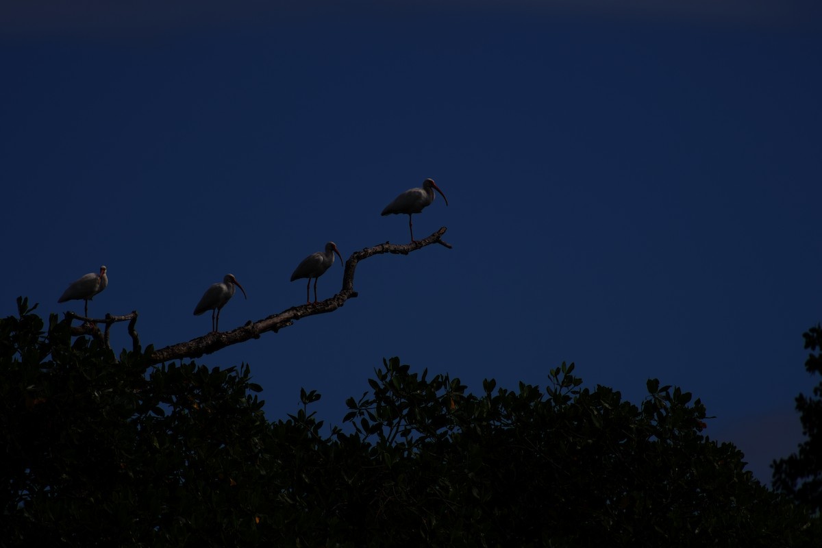 White Ibis - ML642326989
