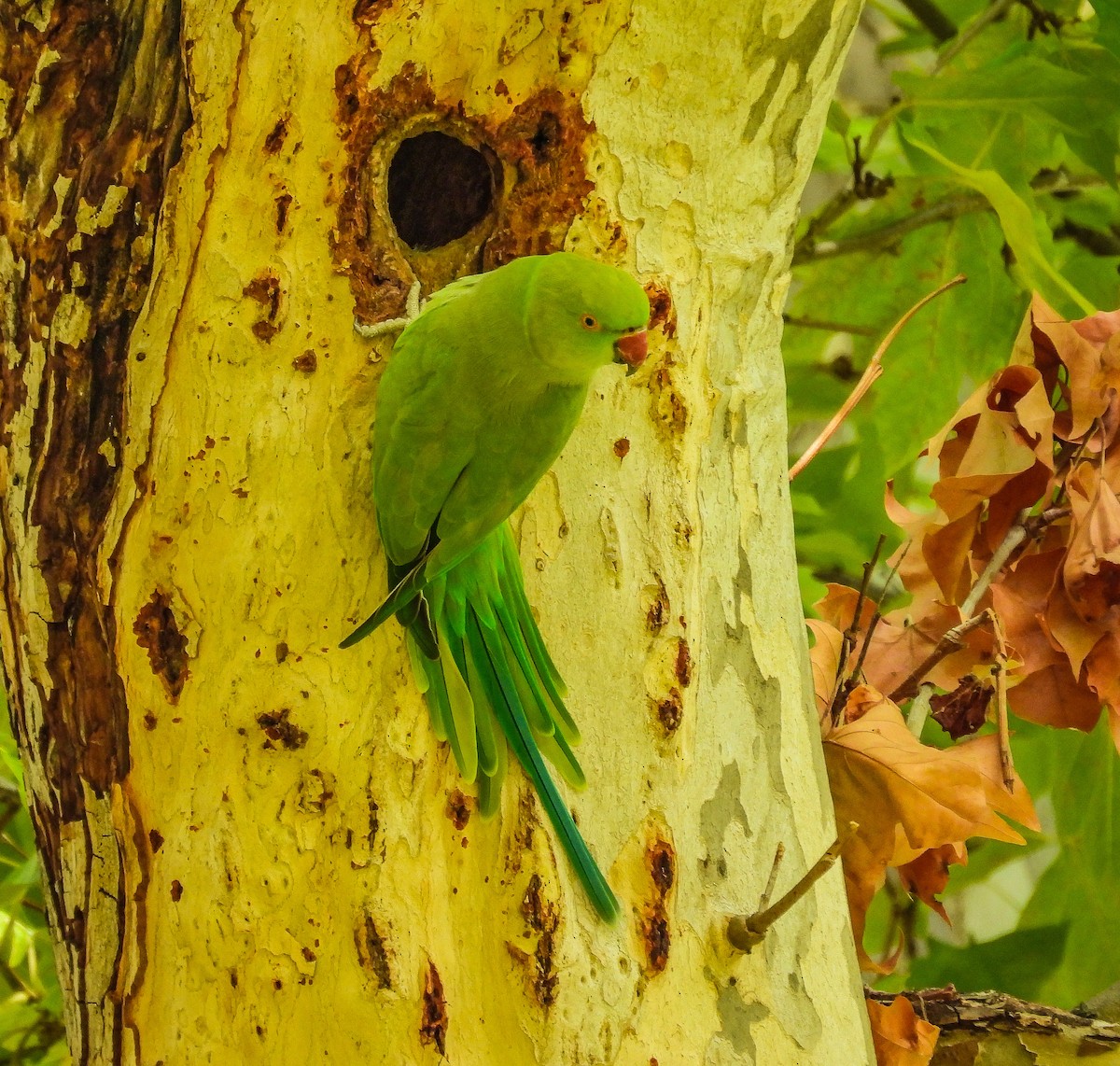 Rose-ringed Parakeet - ML642326997