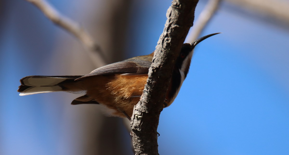 Picoespina Oriental - ML642327035