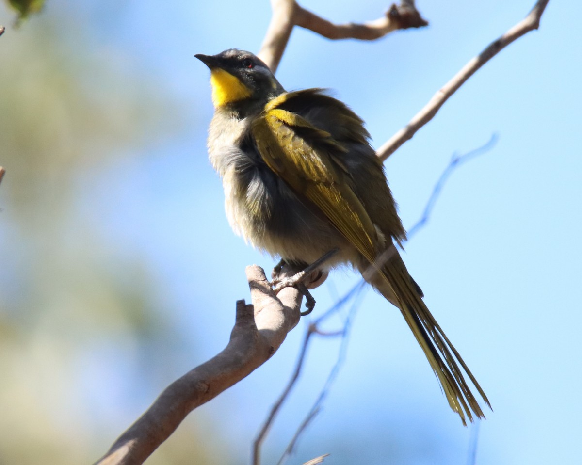Yellow-throated Honeyeater - ML642327054