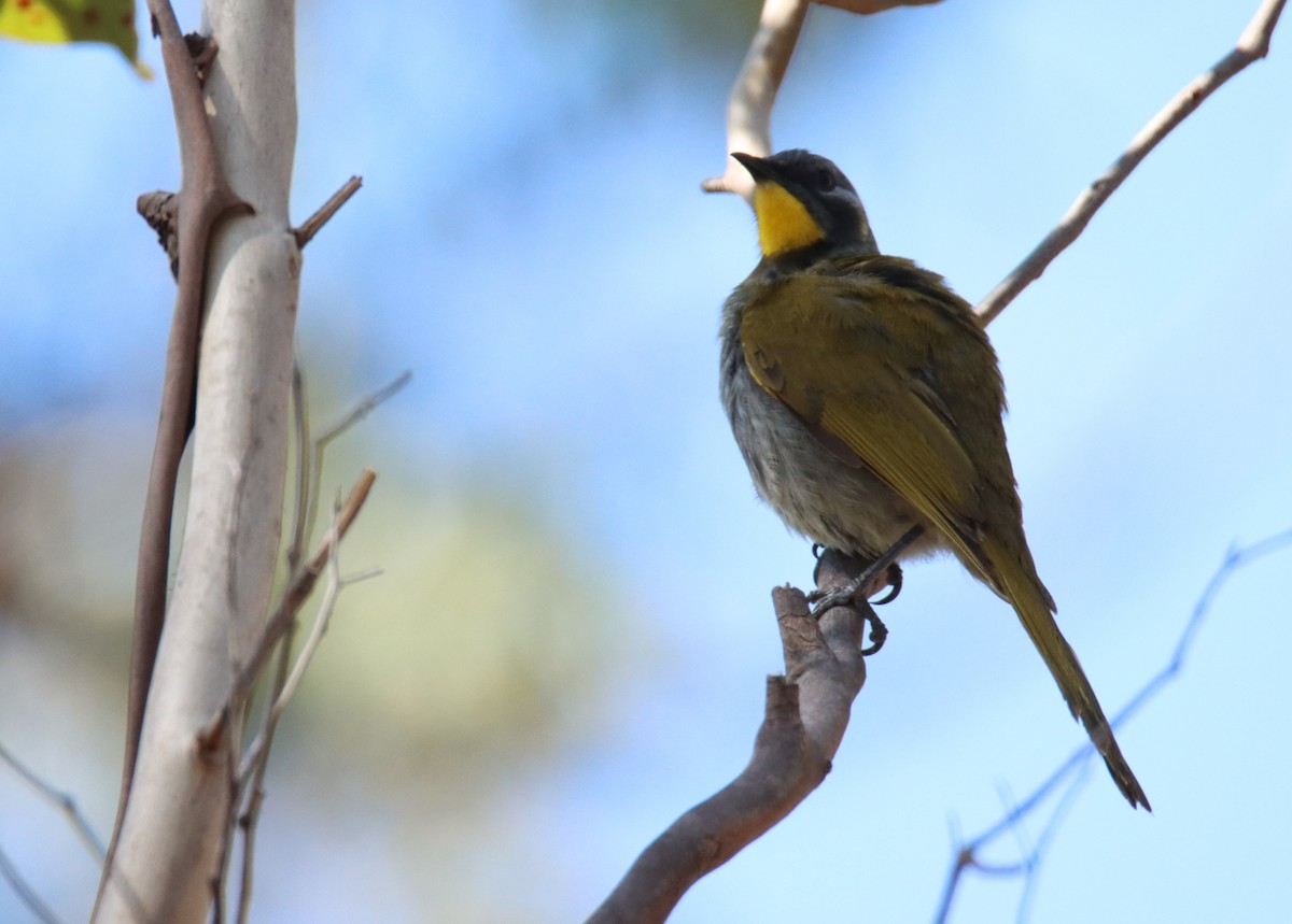 Yellow-throated Honeyeater - ML642327055