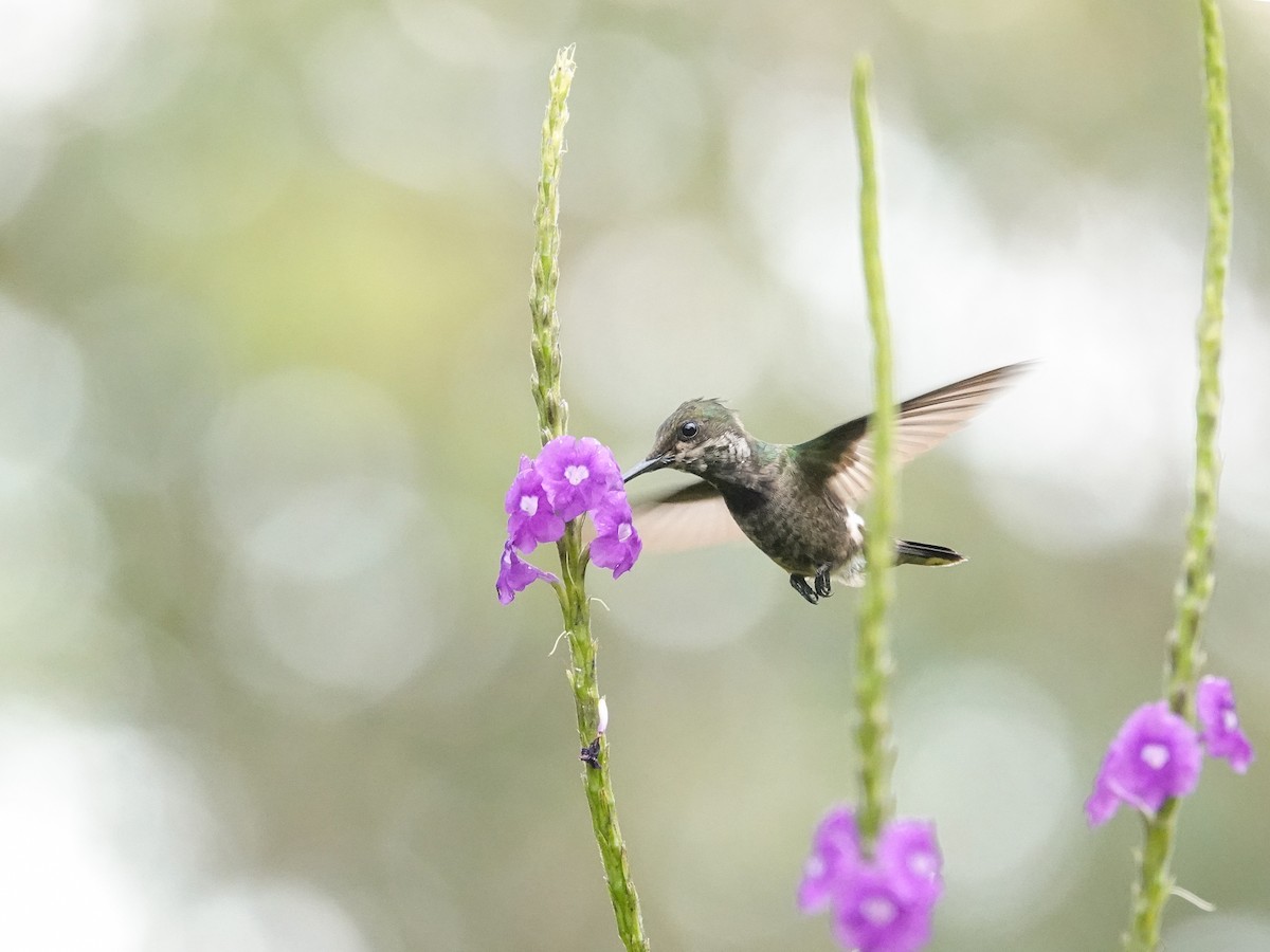 Butterfly Coquette - ML642327068