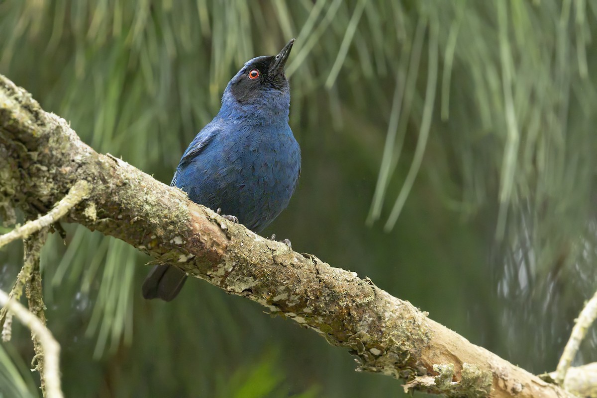 Masked Flowerpiercer - ML642327082