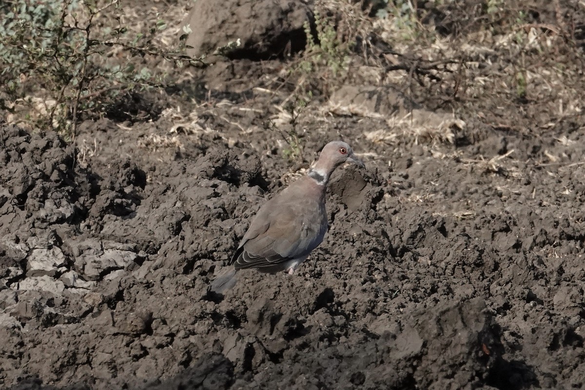 Tourterelle à double collier - ML642327084