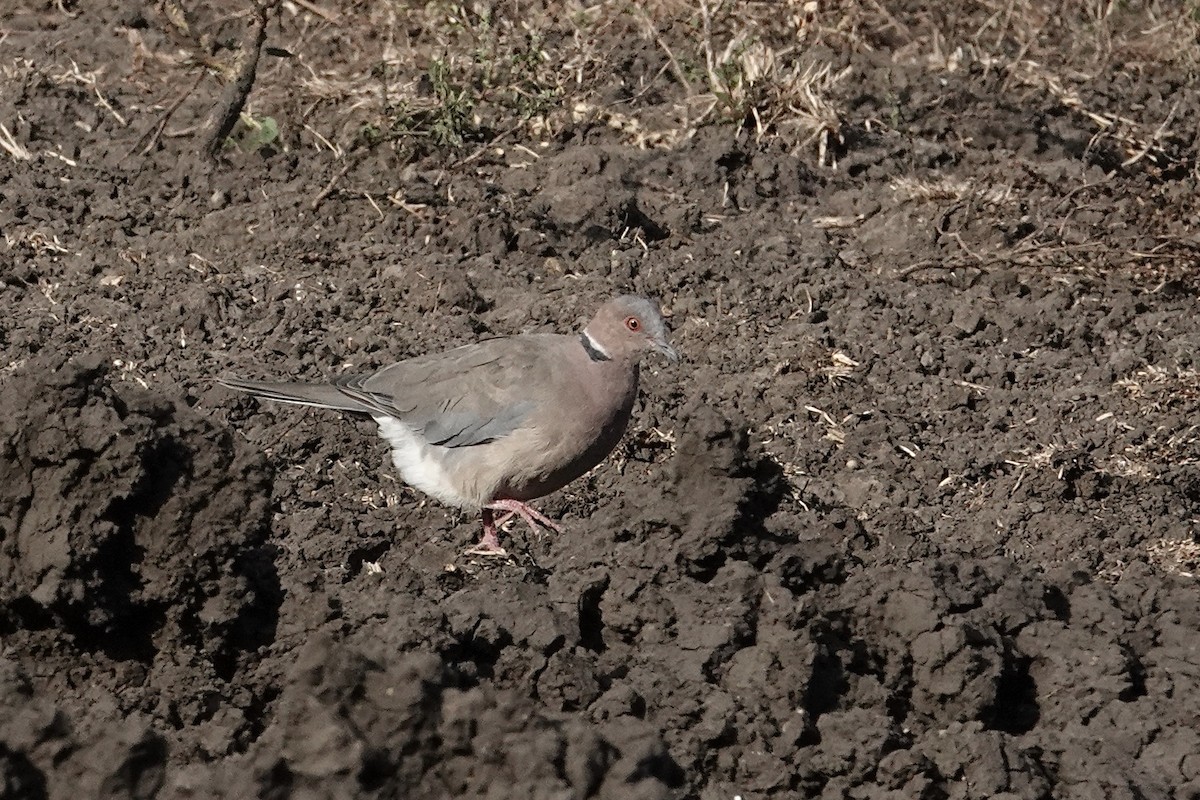 Tourterelle à double collier - ML642327085