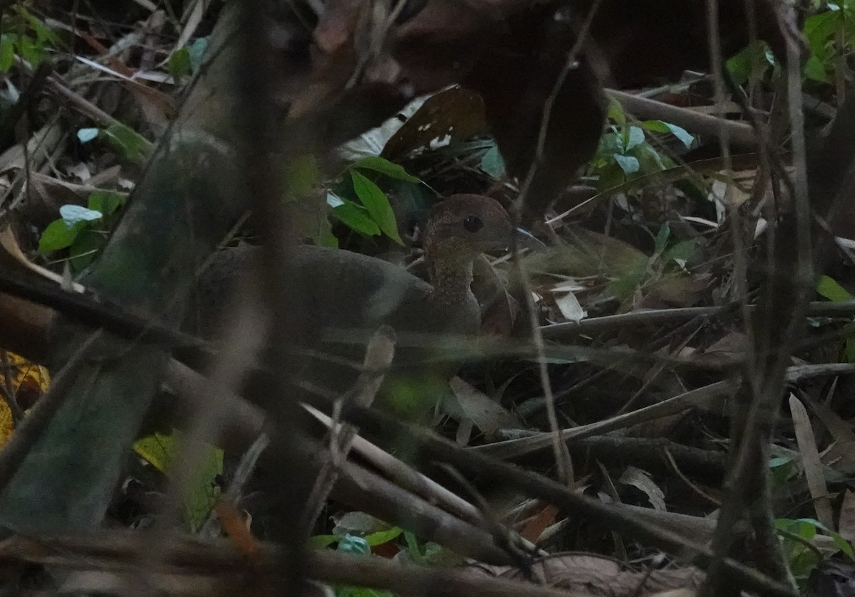 Great Tinamou - ML642327120