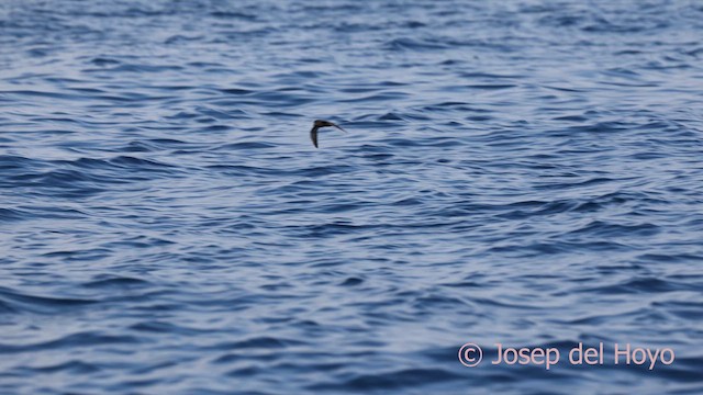buřňáček malý (ssp. melitensis) - ML642327146