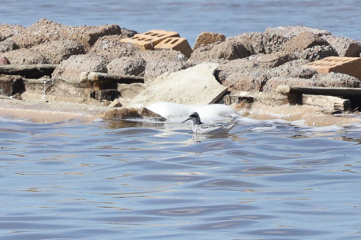 Red-necked Phalarope - ML642327157