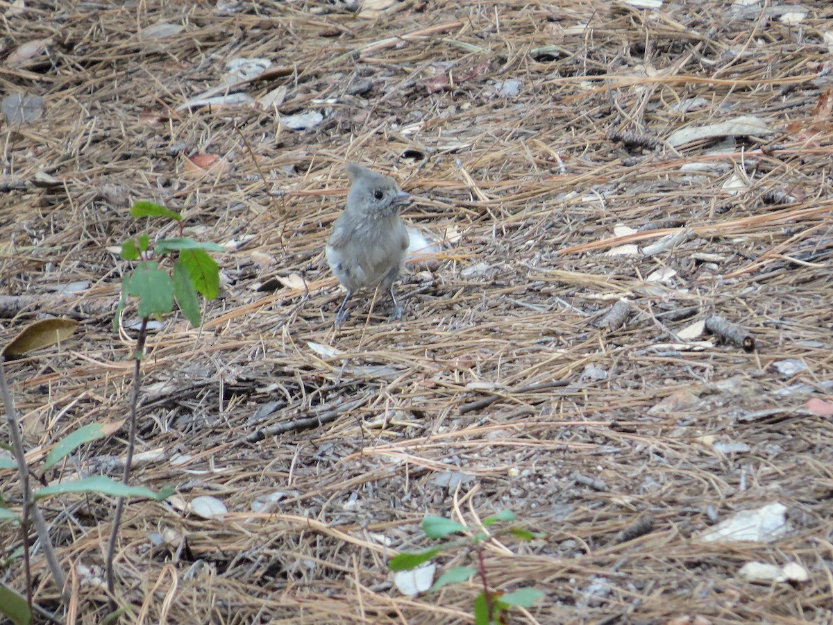 Juniper Titmouse - ML642327171