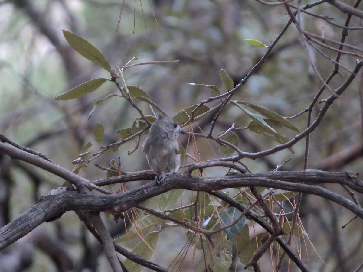 Juniper Titmouse - ML642327183
