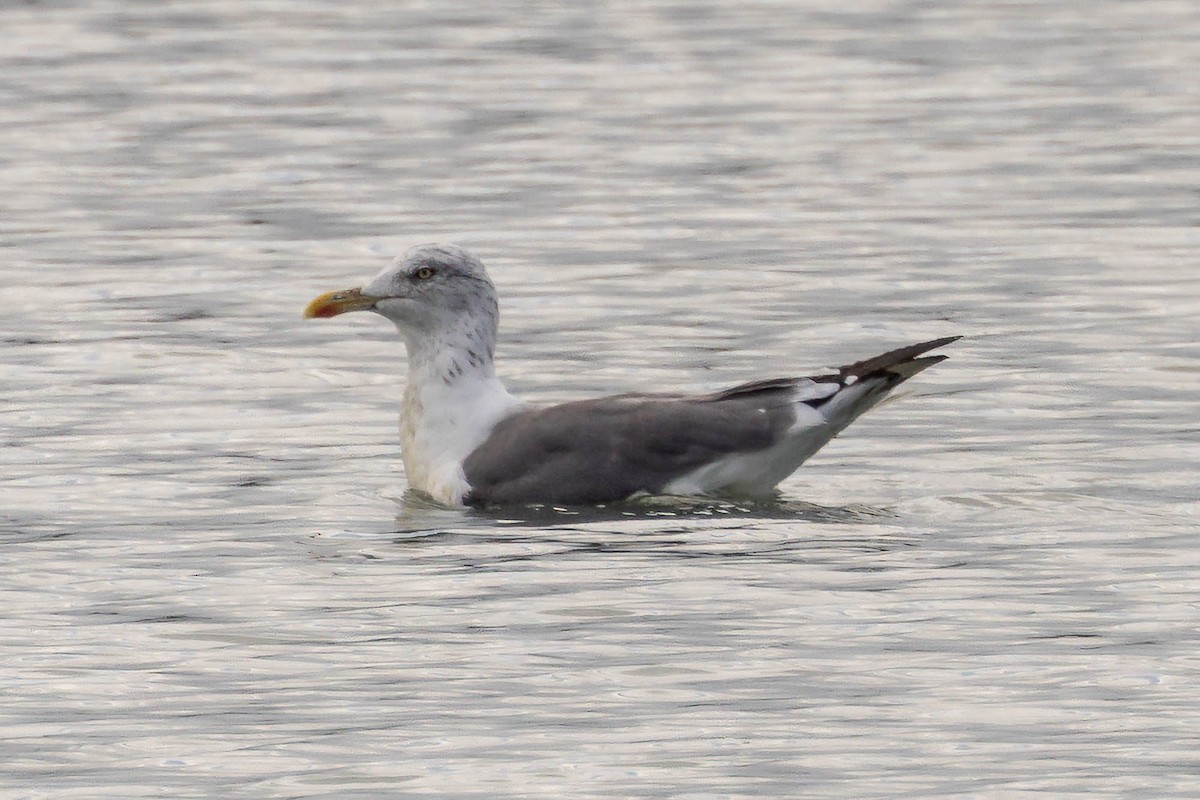 European Herring x Lesser Black-backed Gull (hybrid) - ML642327191