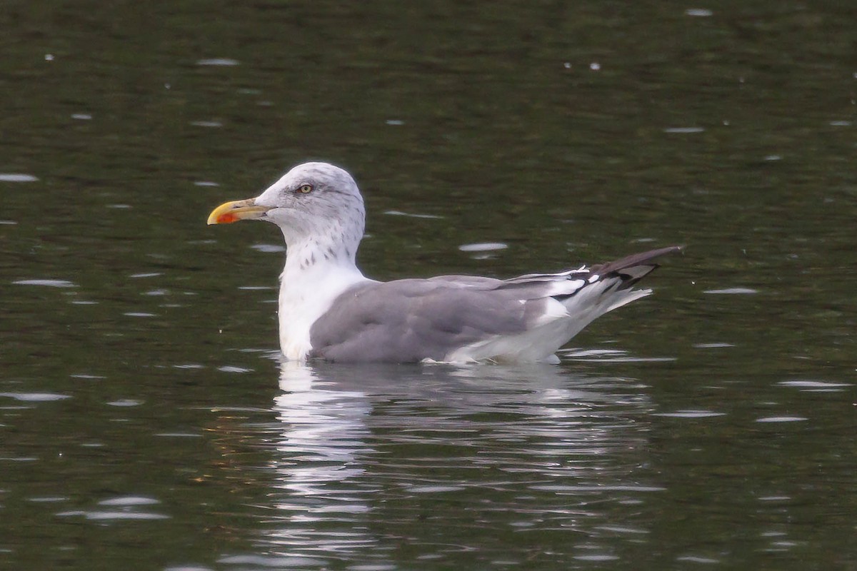 European Herring x Lesser Black-backed Gull (hybrid) - ML642327192