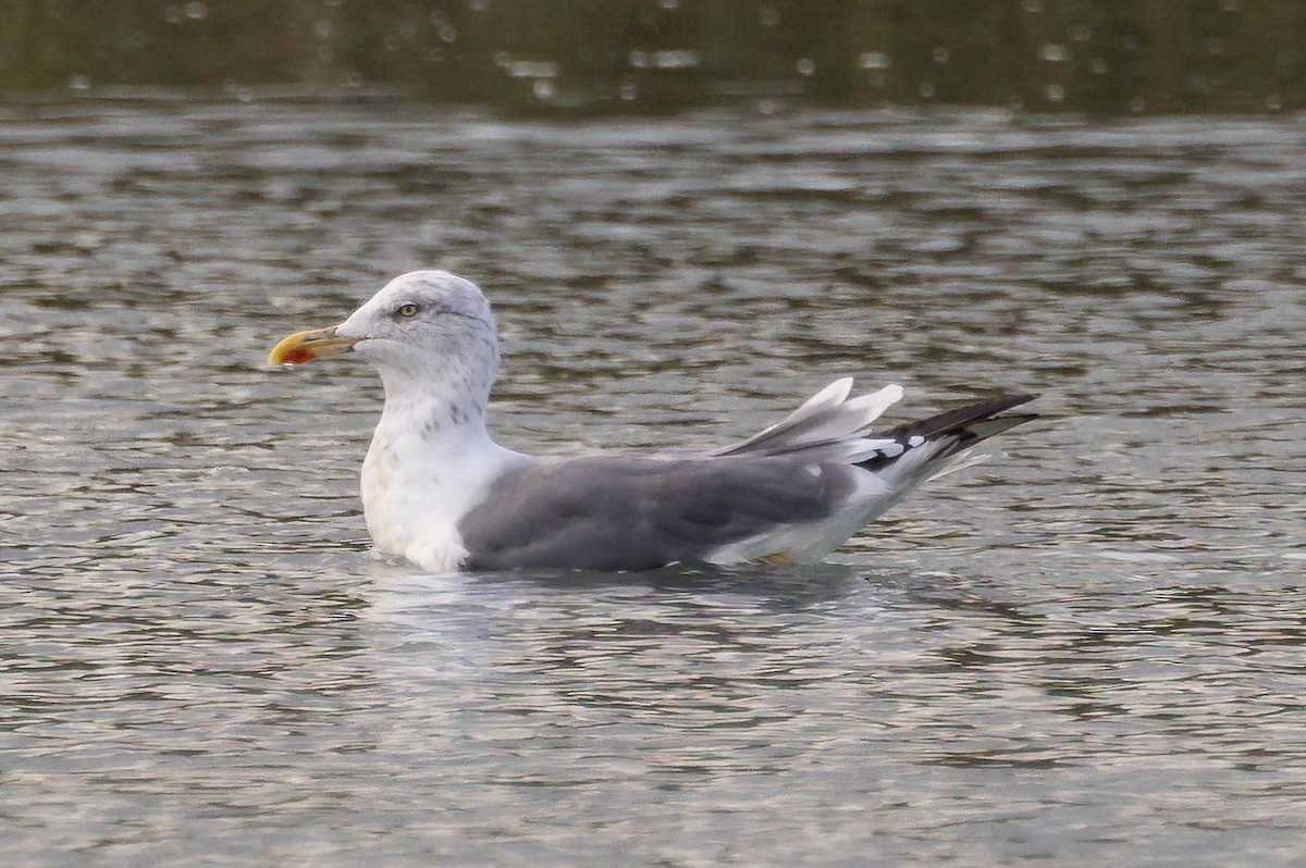 European Herring x Lesser Black-backed Gull (hybrid) - ML642327193