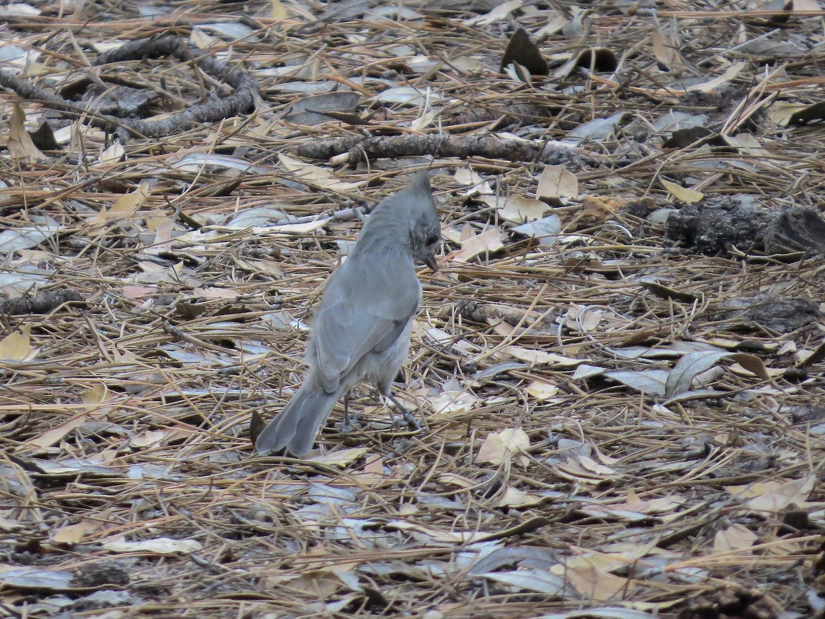 Juniper Titmouse - ML642327194