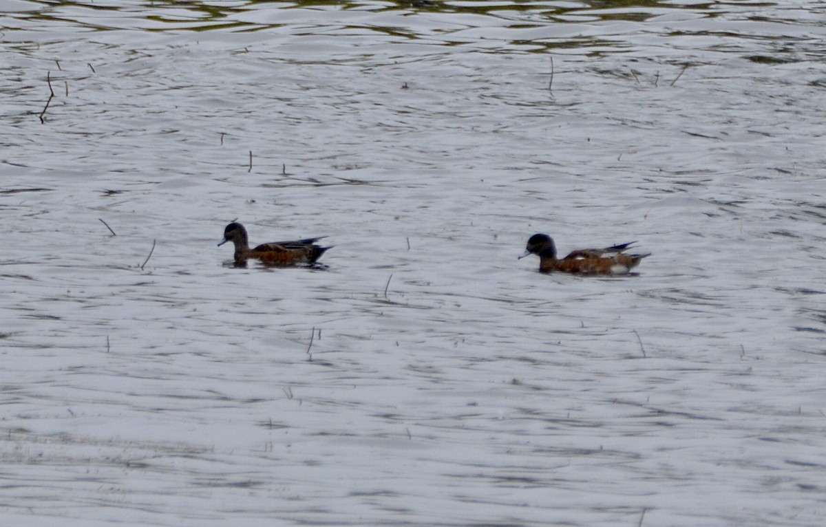 American Wigeon - ML642327215