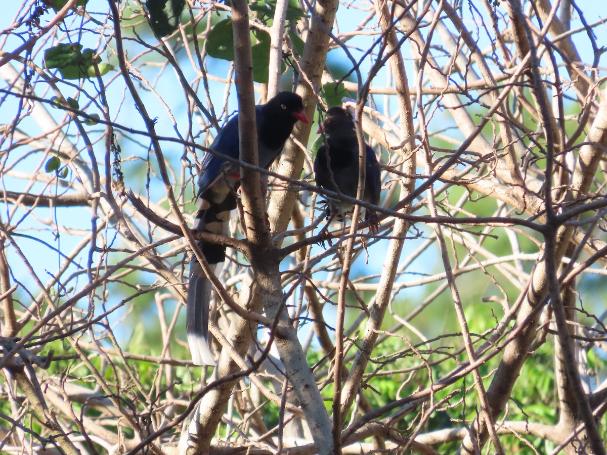 Taiwan Blue-Magpie - ML642327236