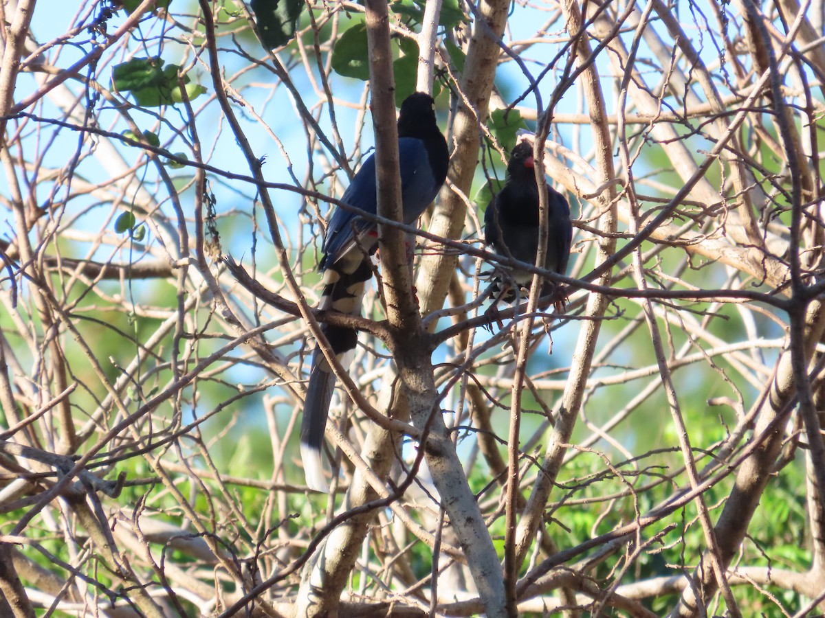 Taiwan Blue-Magpie - ML642327237