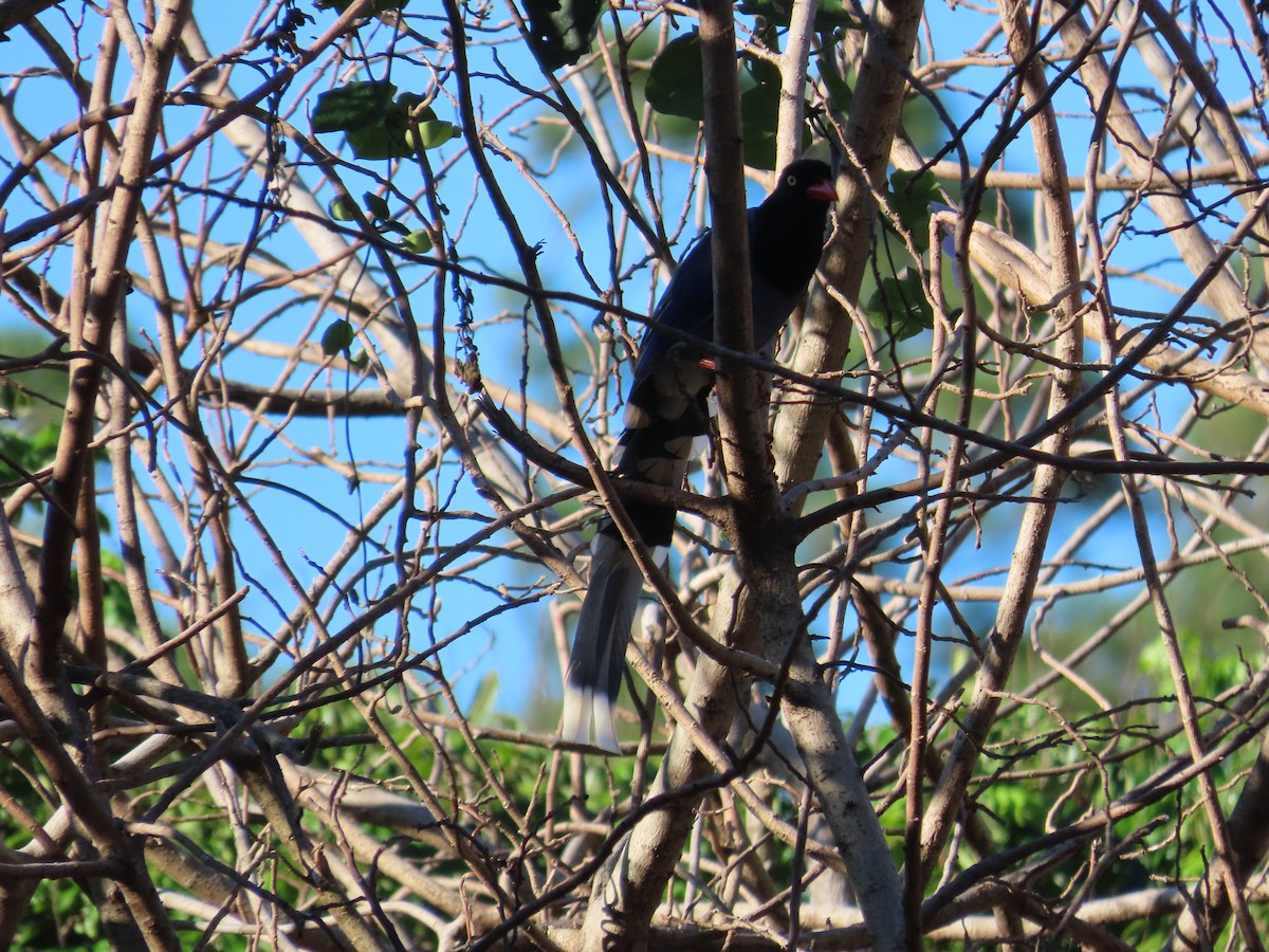 Taiwan Blue-Magpie - ML642327238