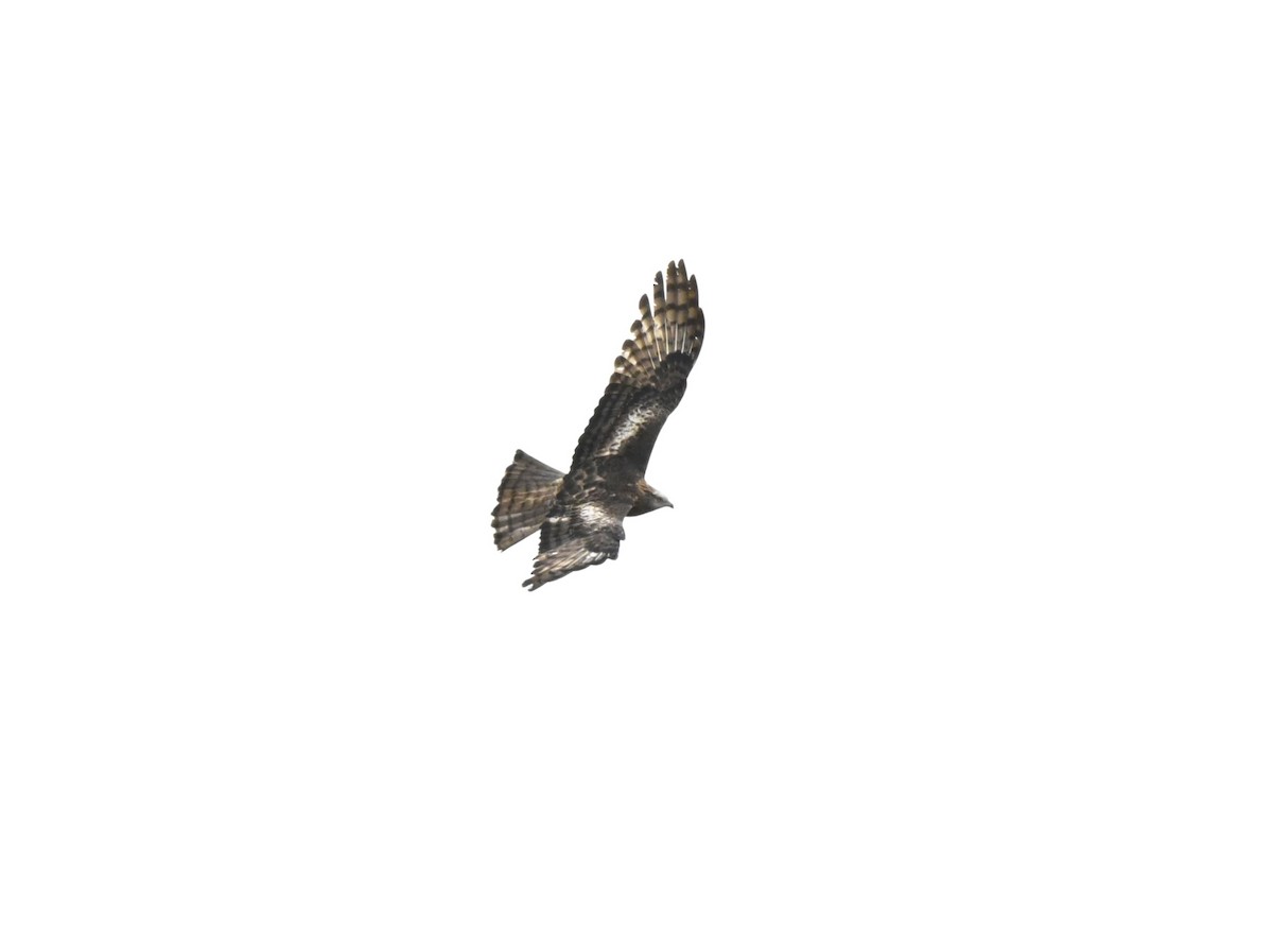 Square-tailed Kite - ML642327249