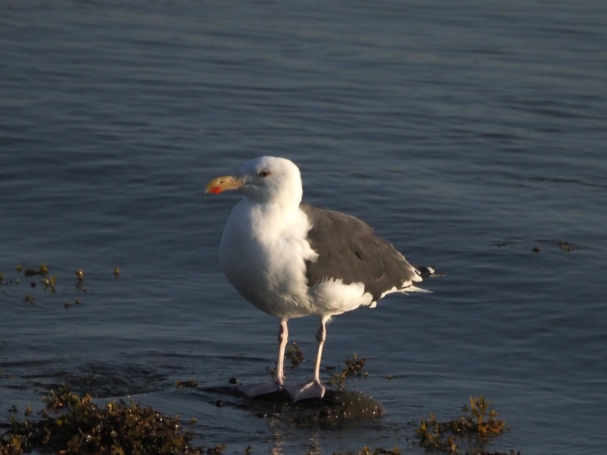 Great Black-backed Gull - ML642327253
