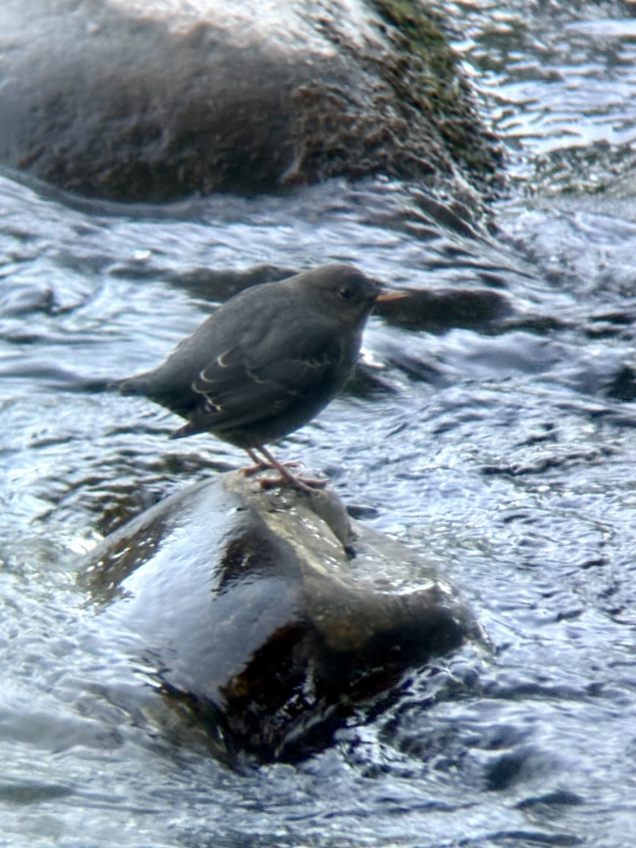 American Dipper - ML642327255