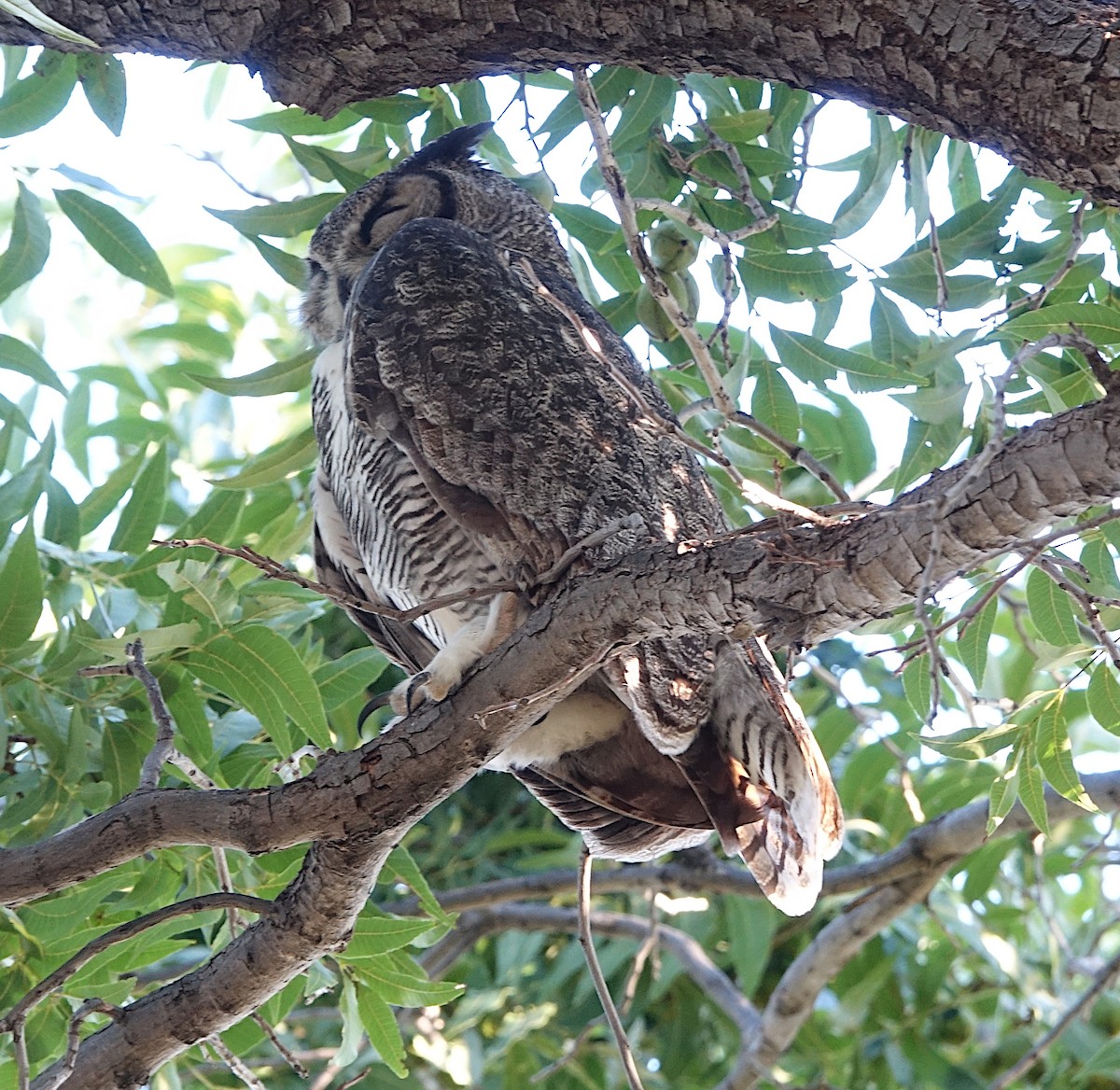 Great Horned Owl - ML642327260