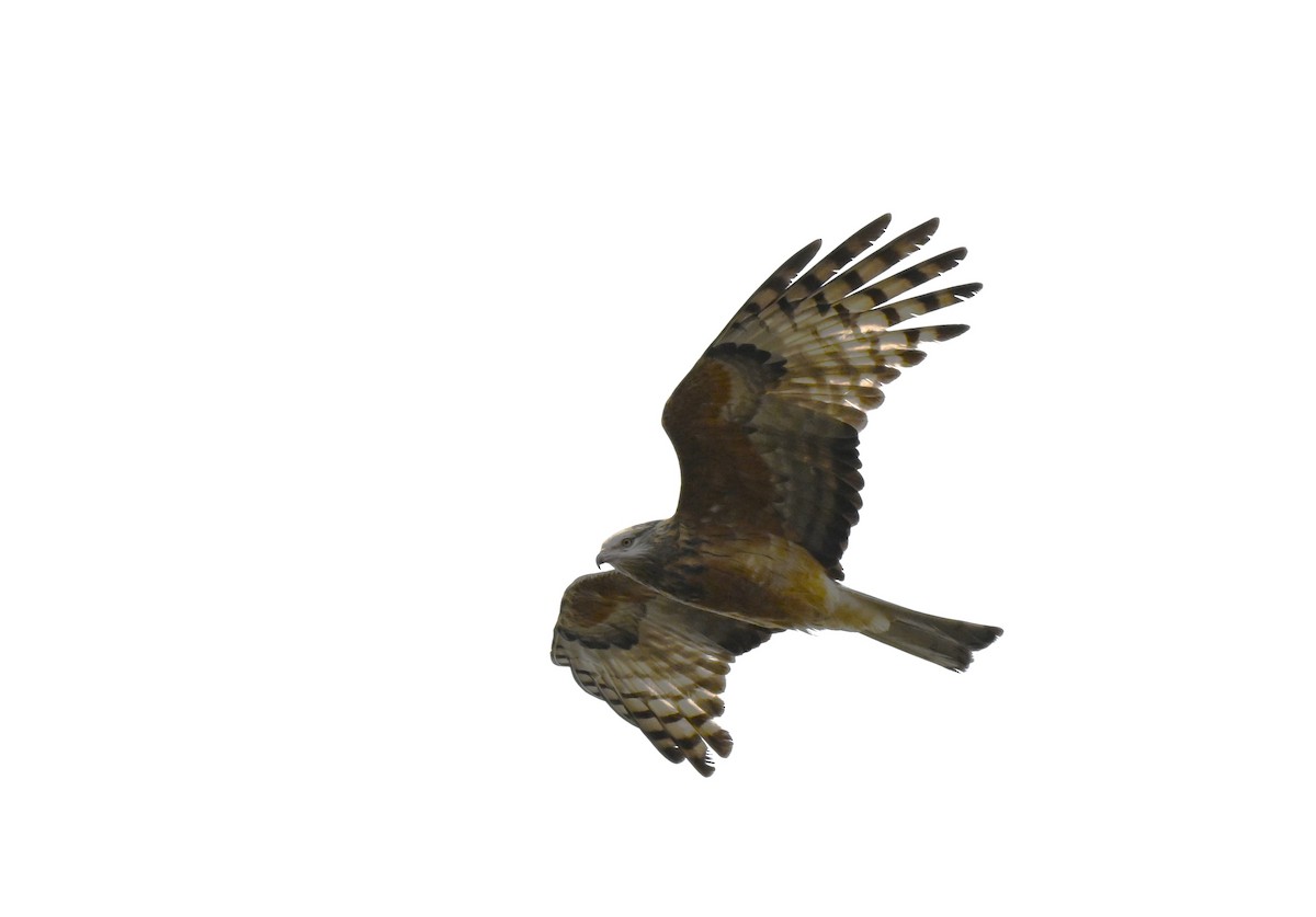 Square-tailed Kite - ML642327291