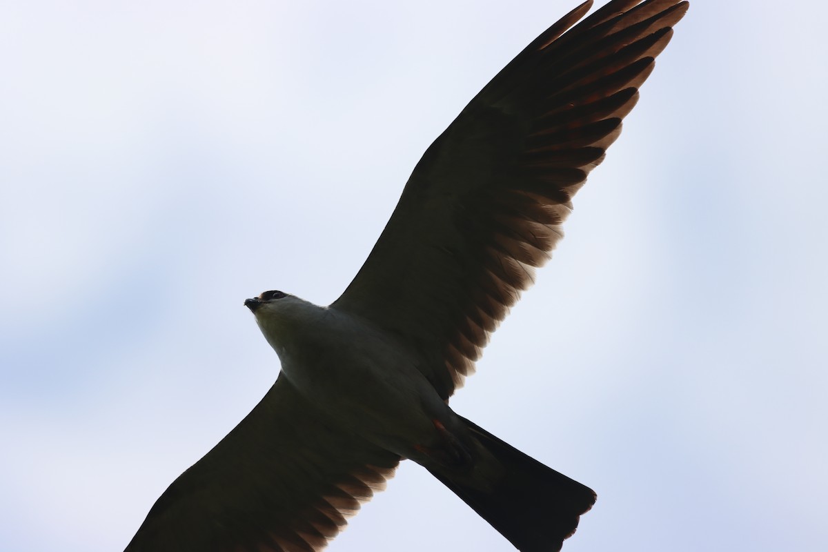 Mississippi Kite - ML642327292
