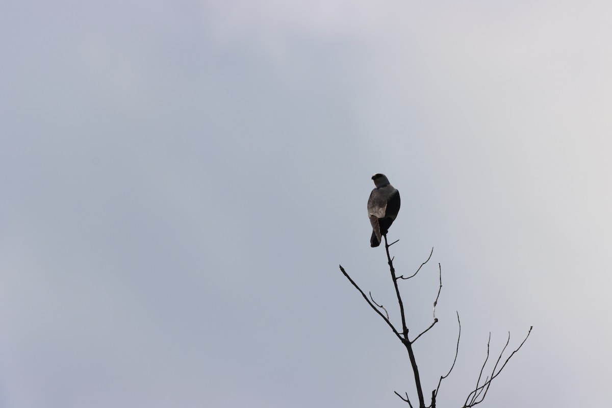 Mississippi Kite - ML642327293
