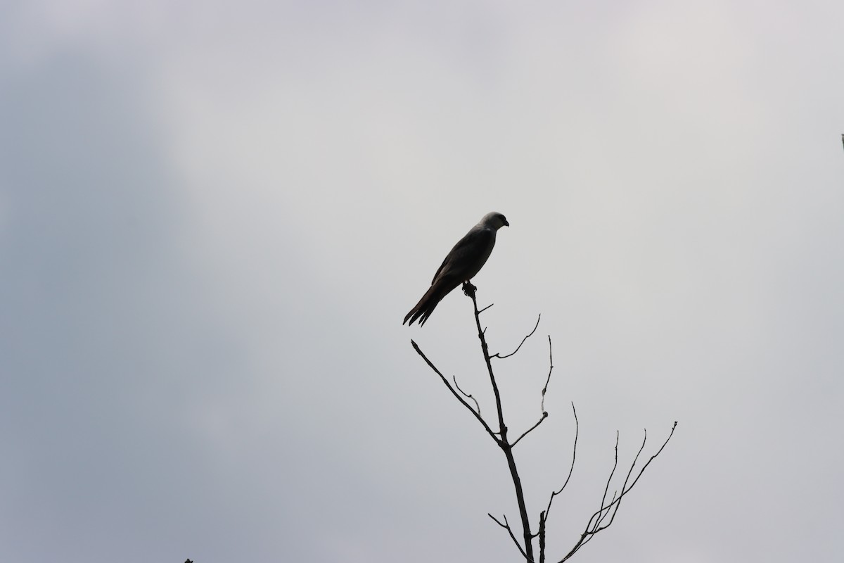 Mississippi Kite - ML642327297