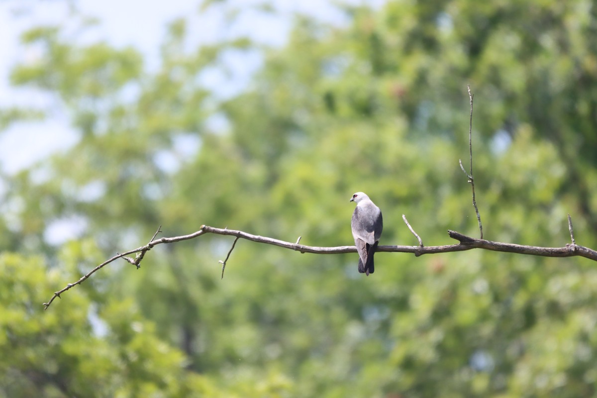 Mississippi Kite - ML642327300