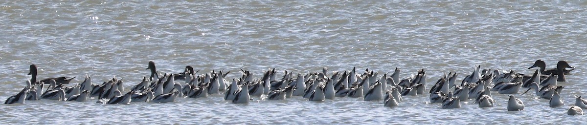American Avocet - ML642327316