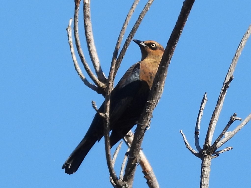 Rusty Blackbird - ML642327317
