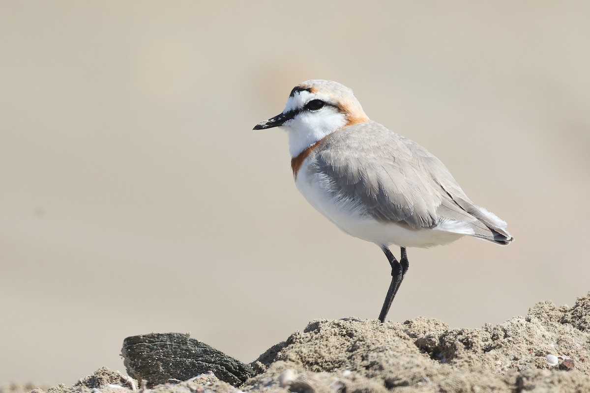 Chestnut-banded Plover - ML642327334