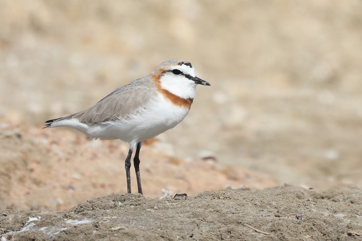 Chestnut-banded Plover - ML642327335