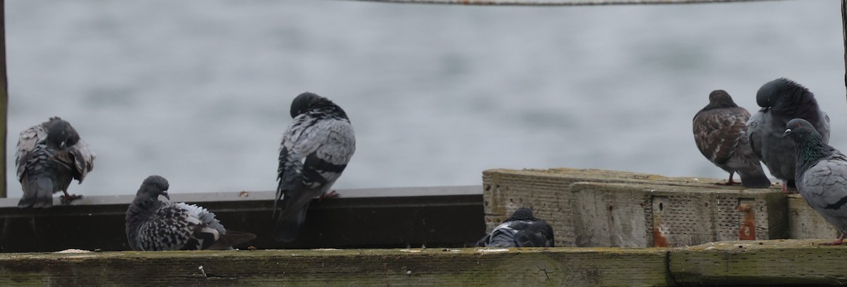 Хөхвөр тагтаа (суурин газрын) - ML642327365