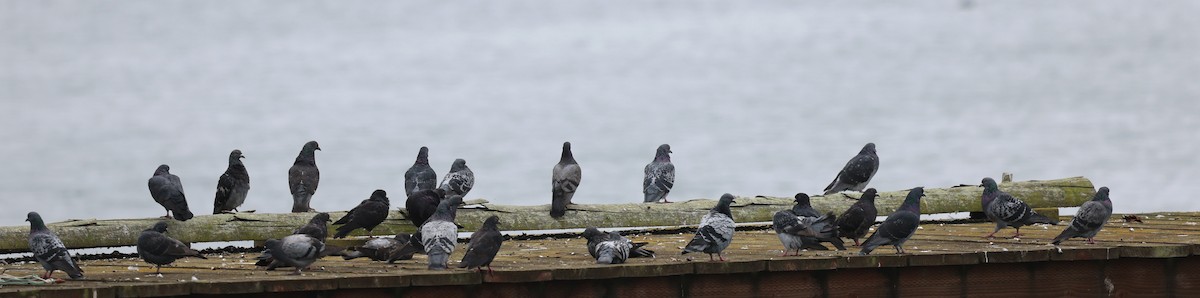 Хөхвөр тагтаа (суурин газрын) - ML642327366