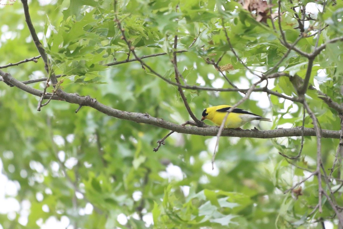 American Goldfinch - ML642327368