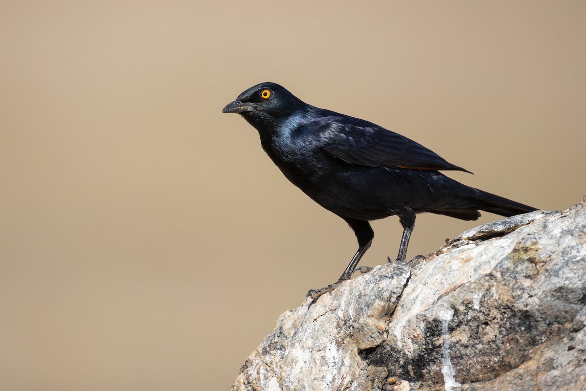 Pale-winged Starling - ML642327385