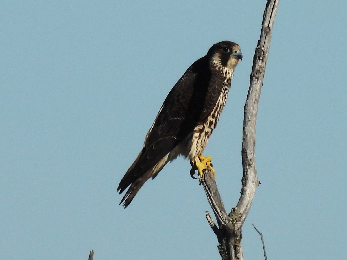 Эгэл шонхор - ML642327386