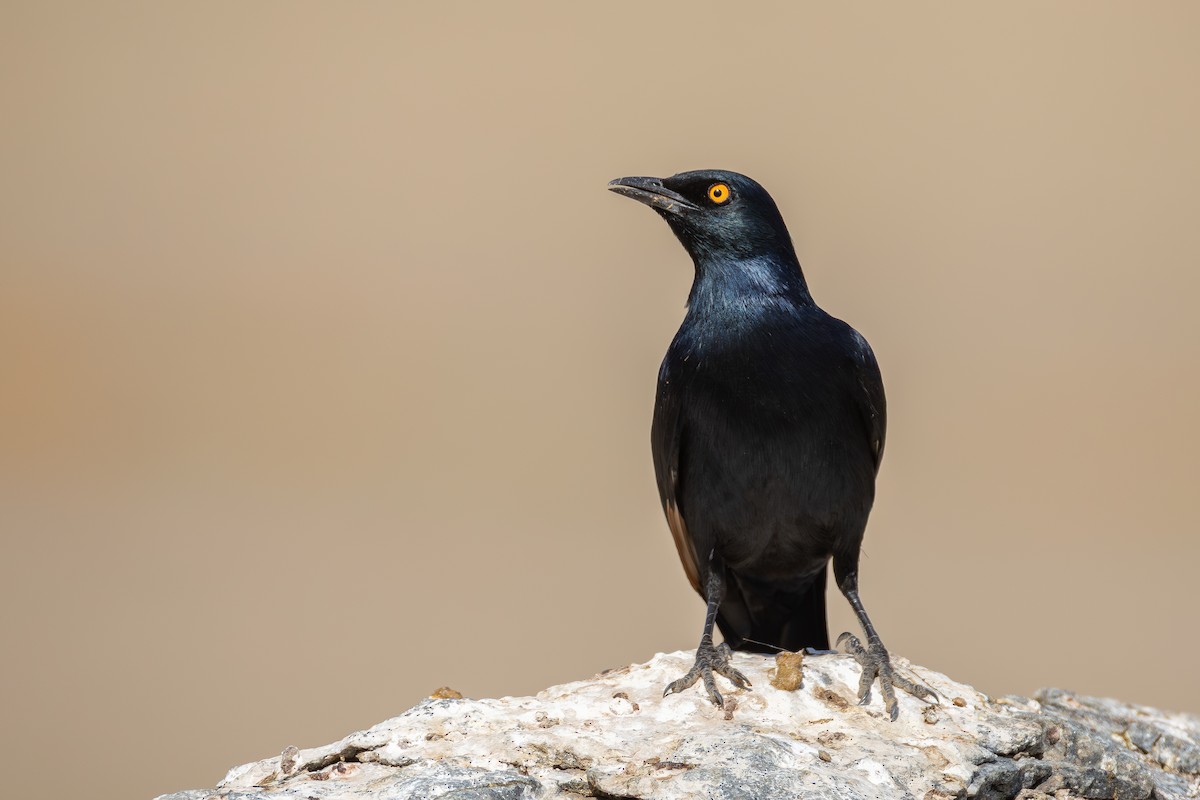 Pale-winged Starling - ML642327390