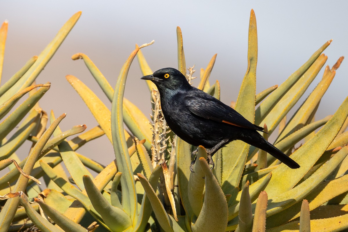Pale-winged Starling - ML642327395