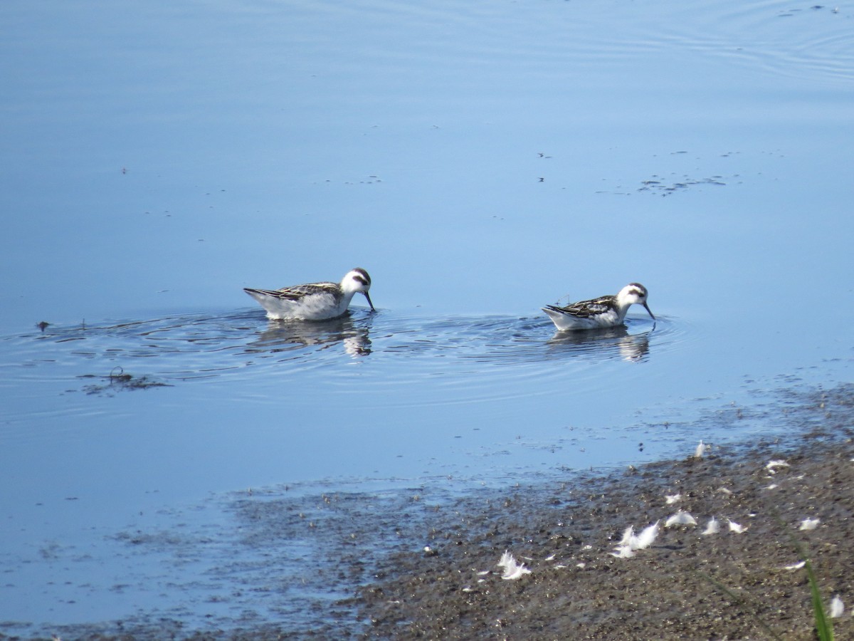 Red-necked Phalarope - ML642327403