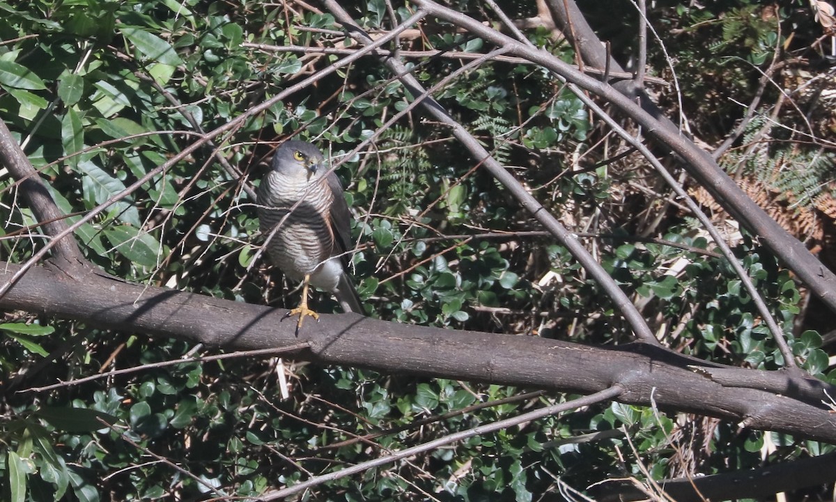 African Goshawk - ML642327406
